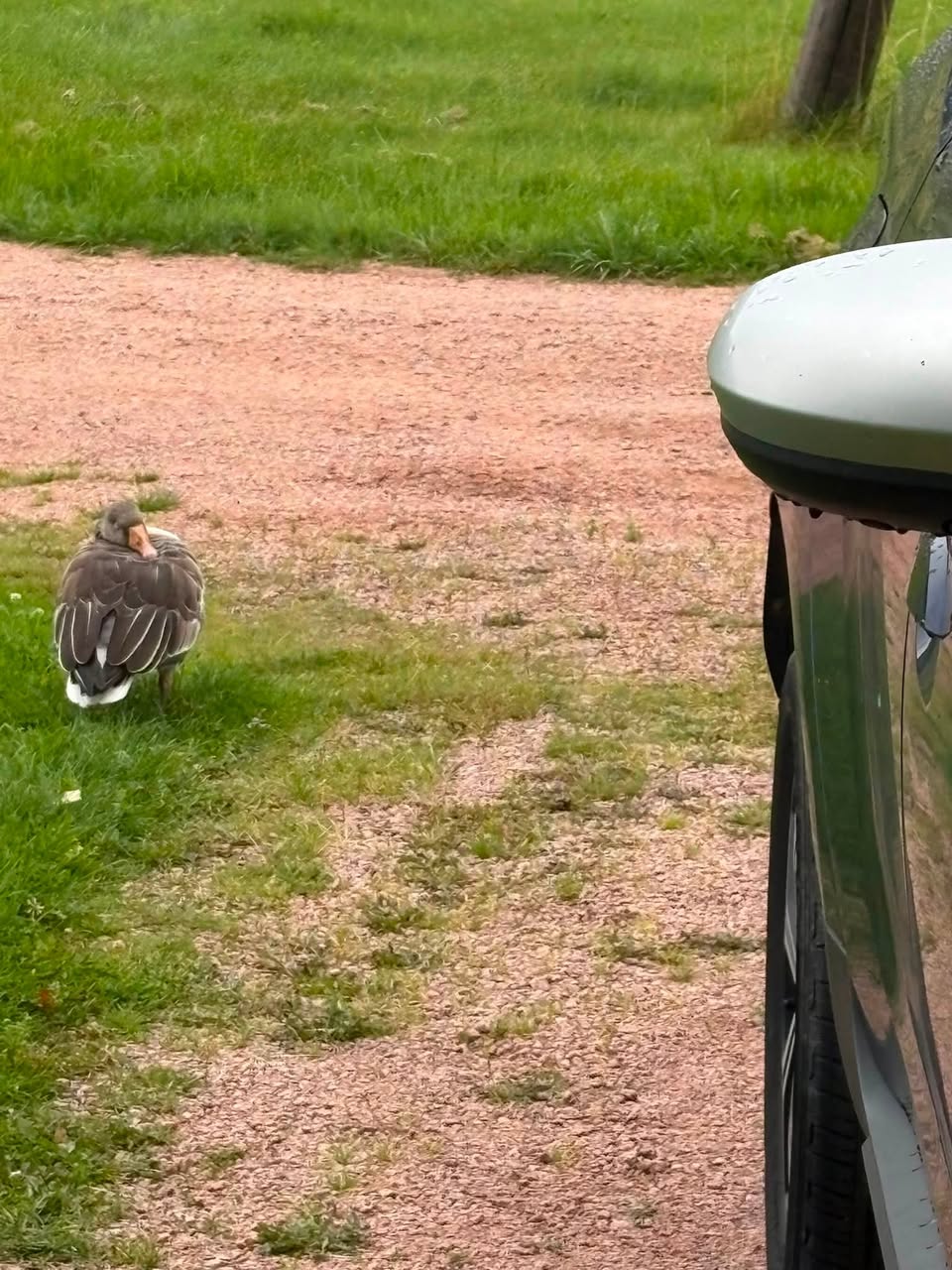 Found bird