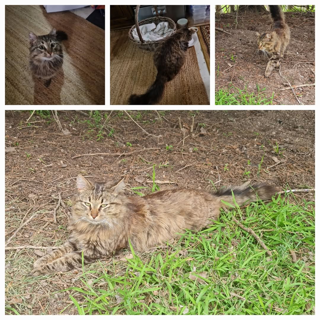 Found cat