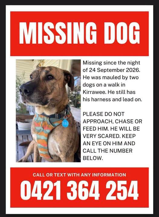 Lost dog