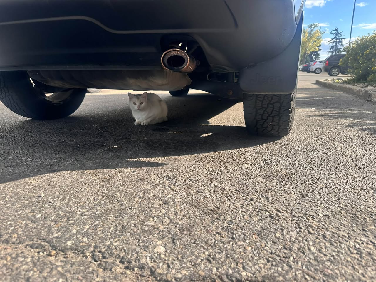 Found cat