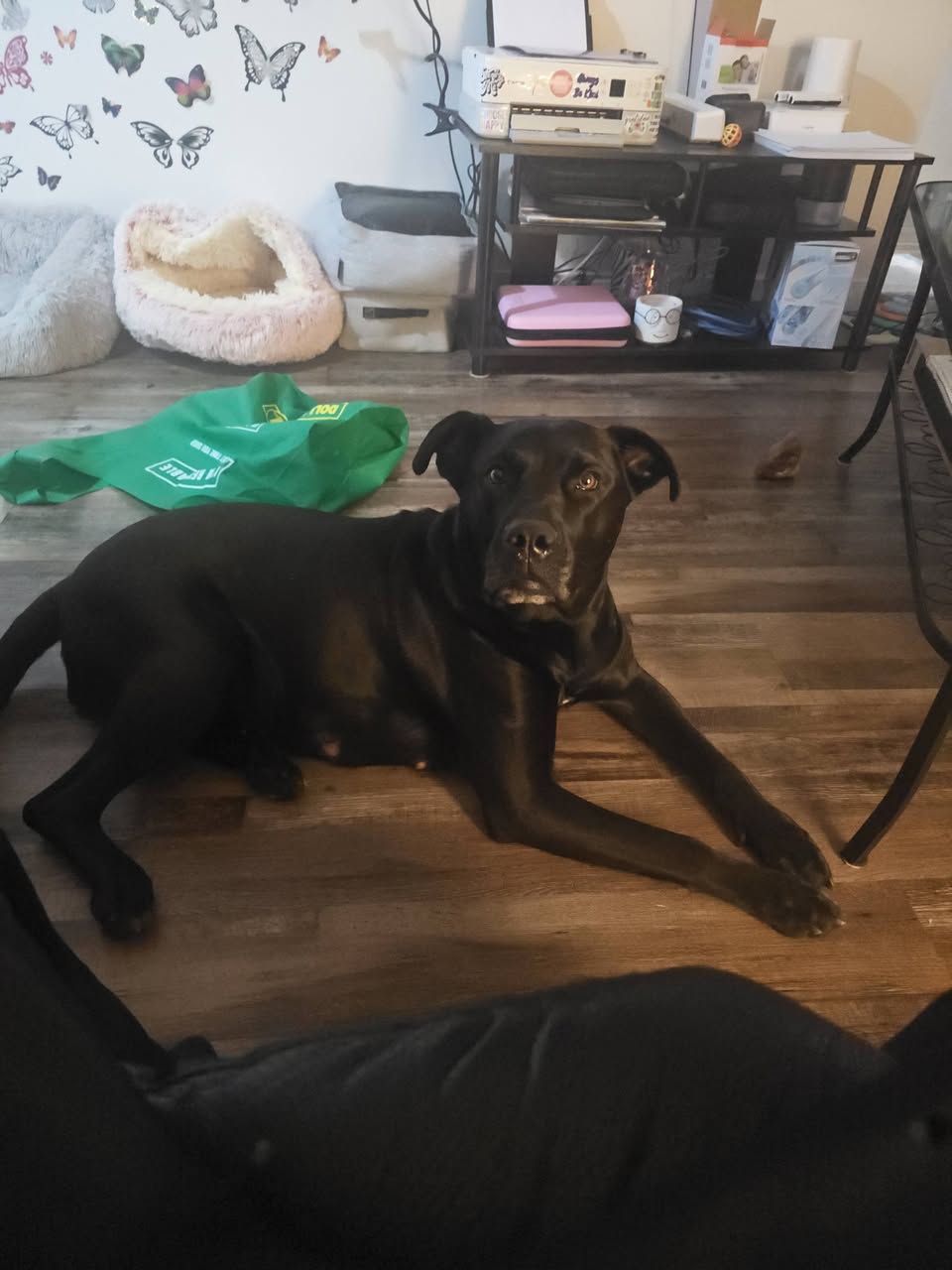 Lost Dog in Edmonton
