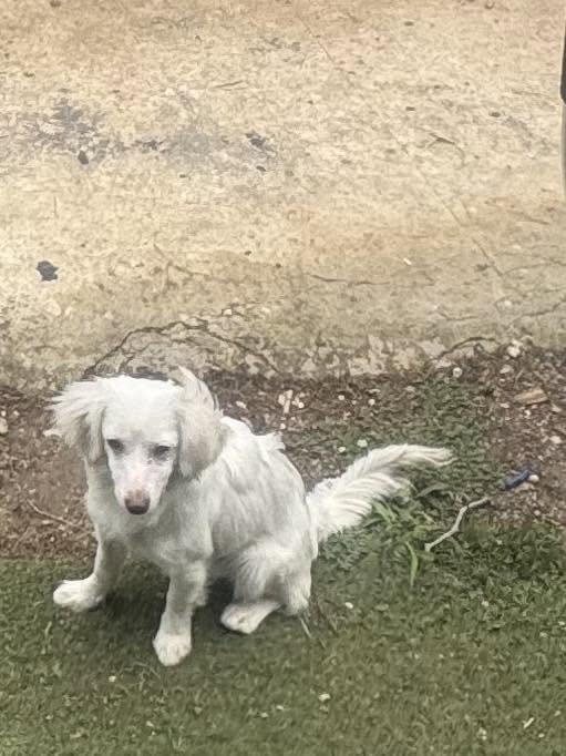 Found dog