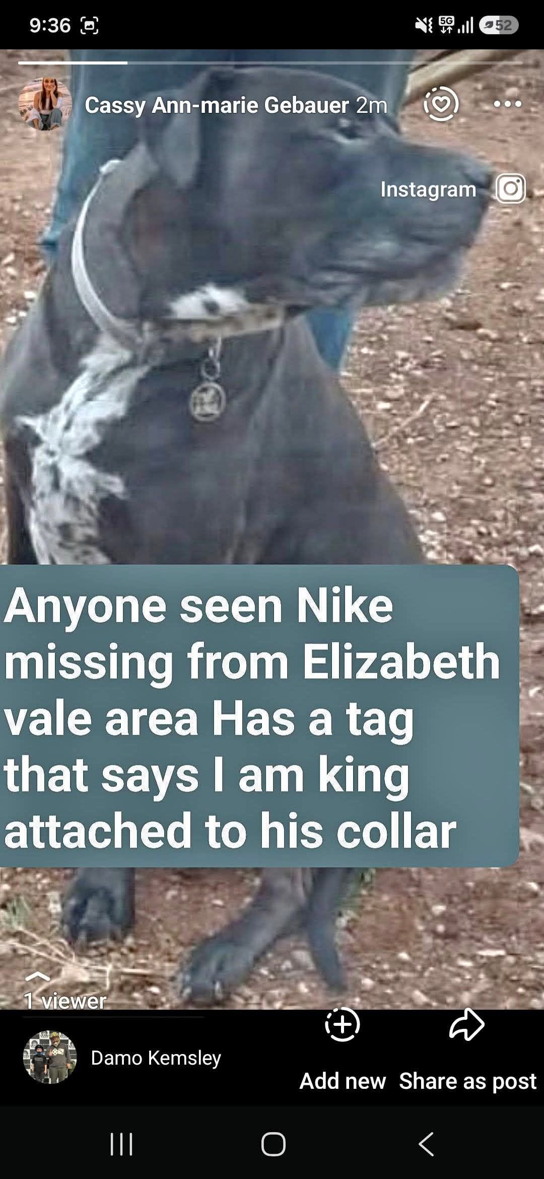 Lost dog