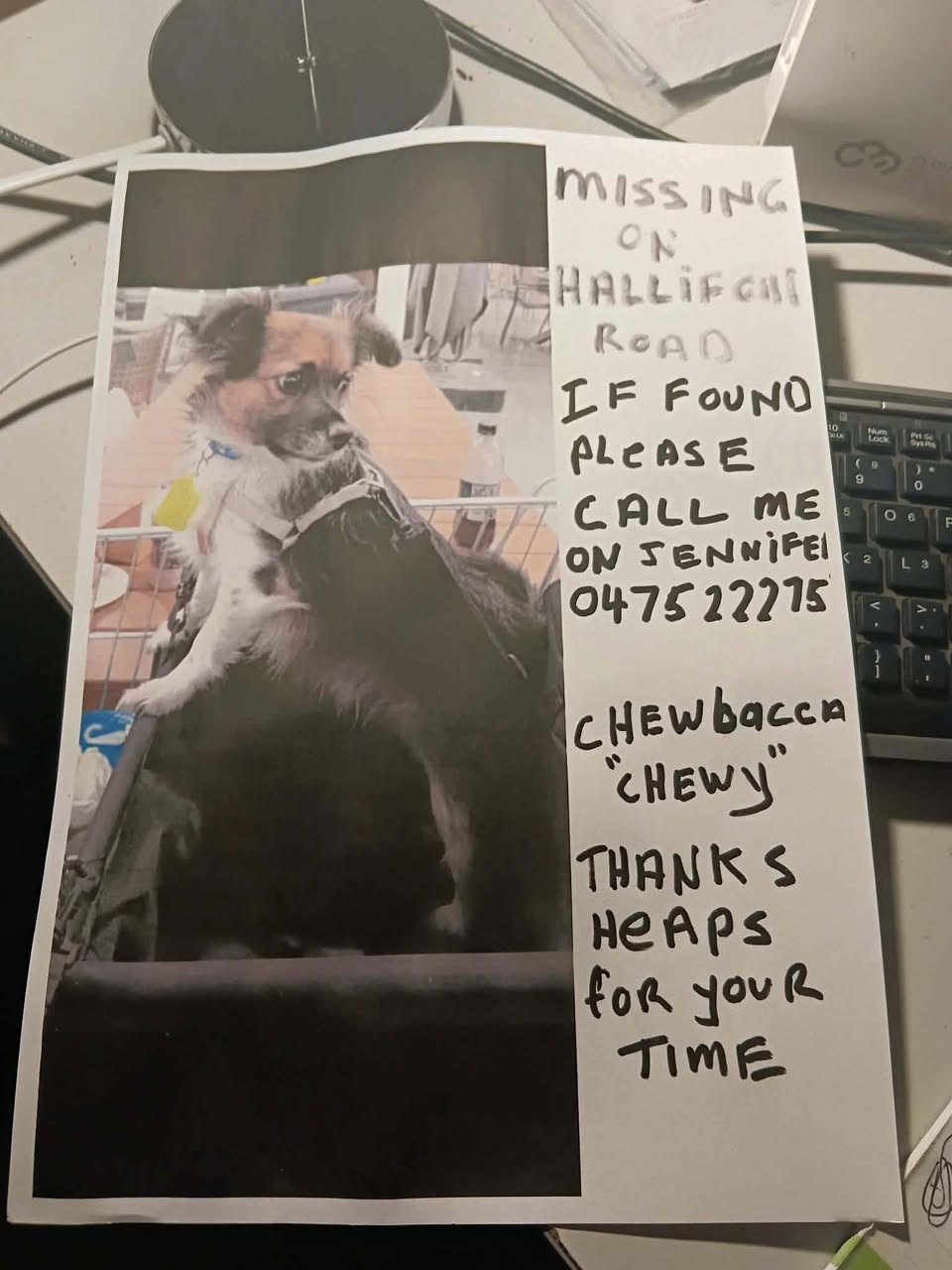 Lost dog