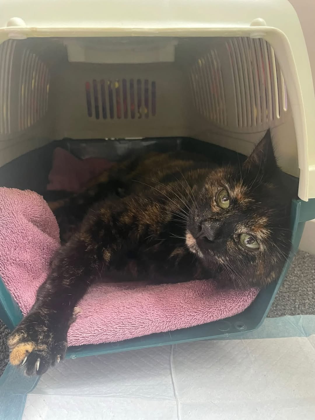 Found cat
