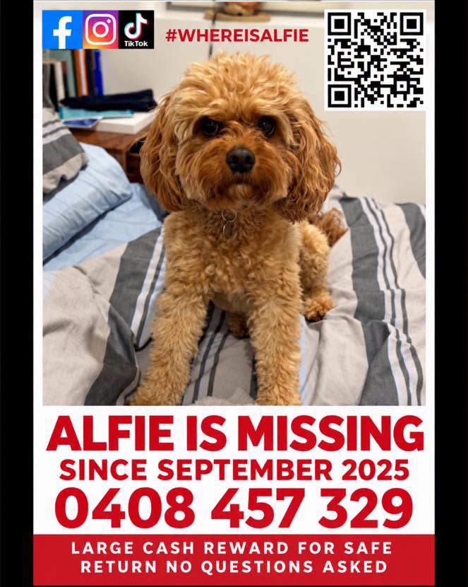Lost dog