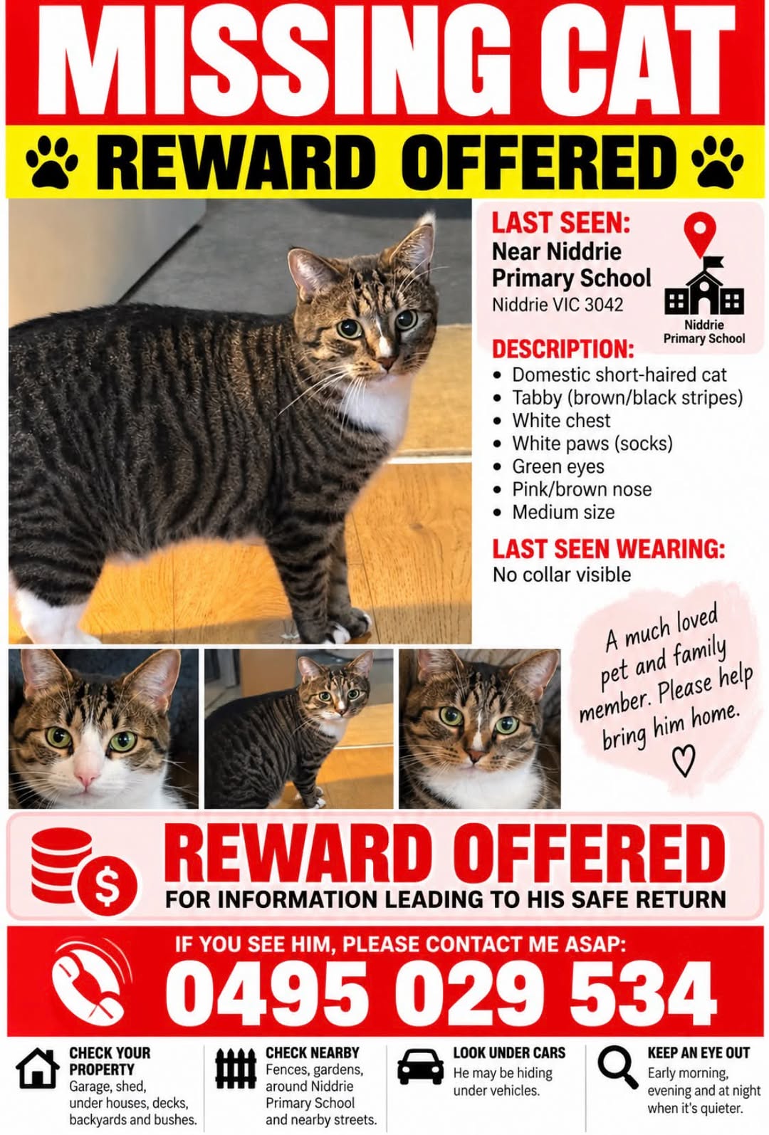 Lost Cat in Niddrie