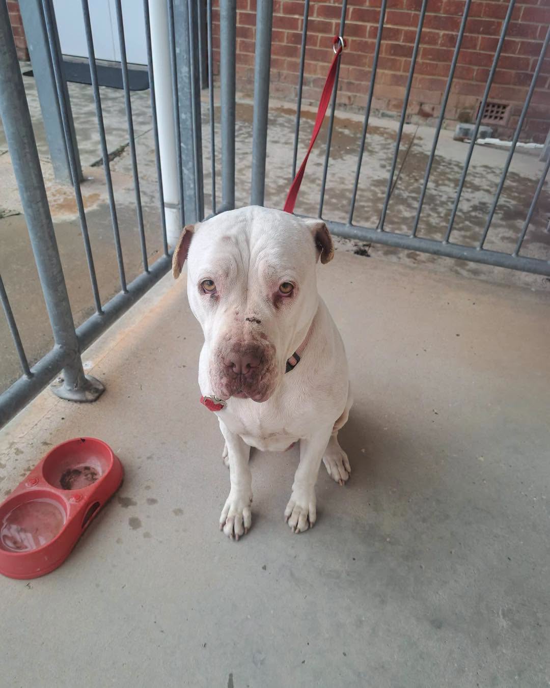 Found dog