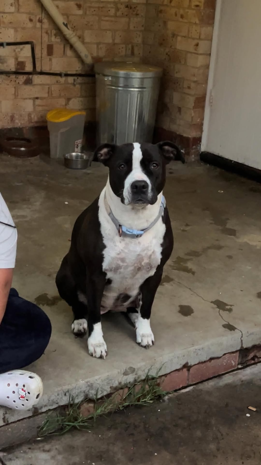 Lost Dog in Elizabeth South