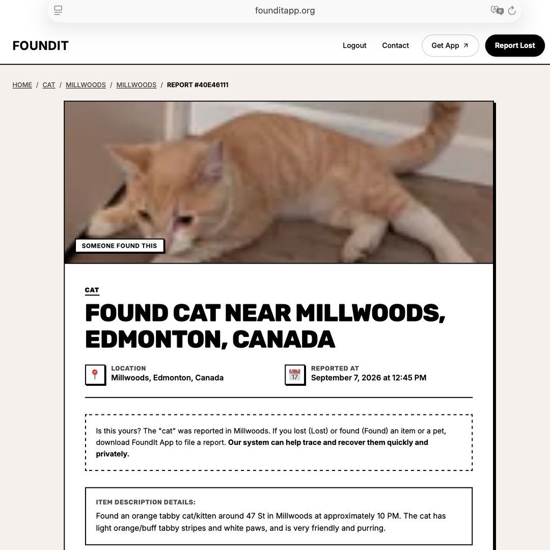 Found cat