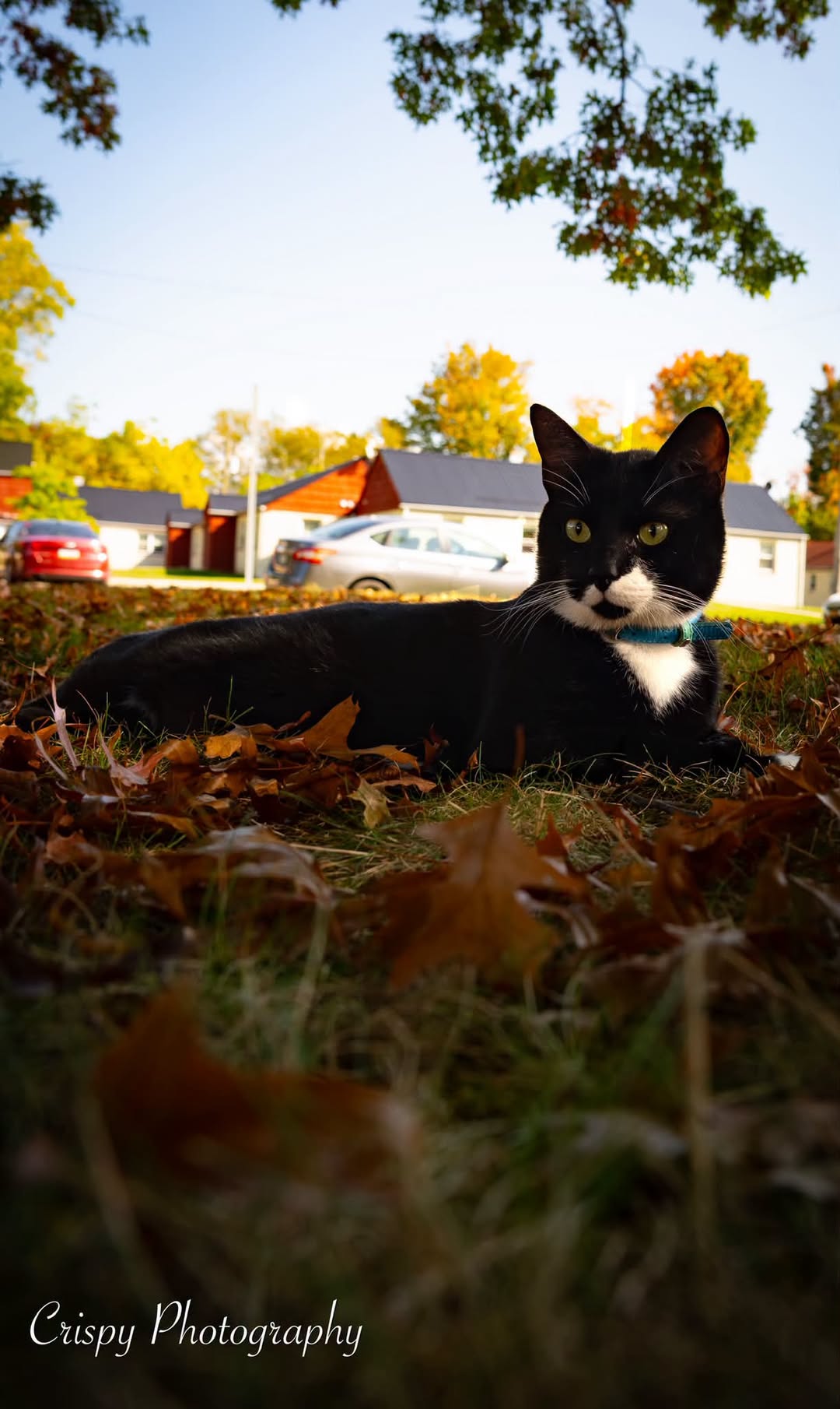 Lost Cat in Jamestown