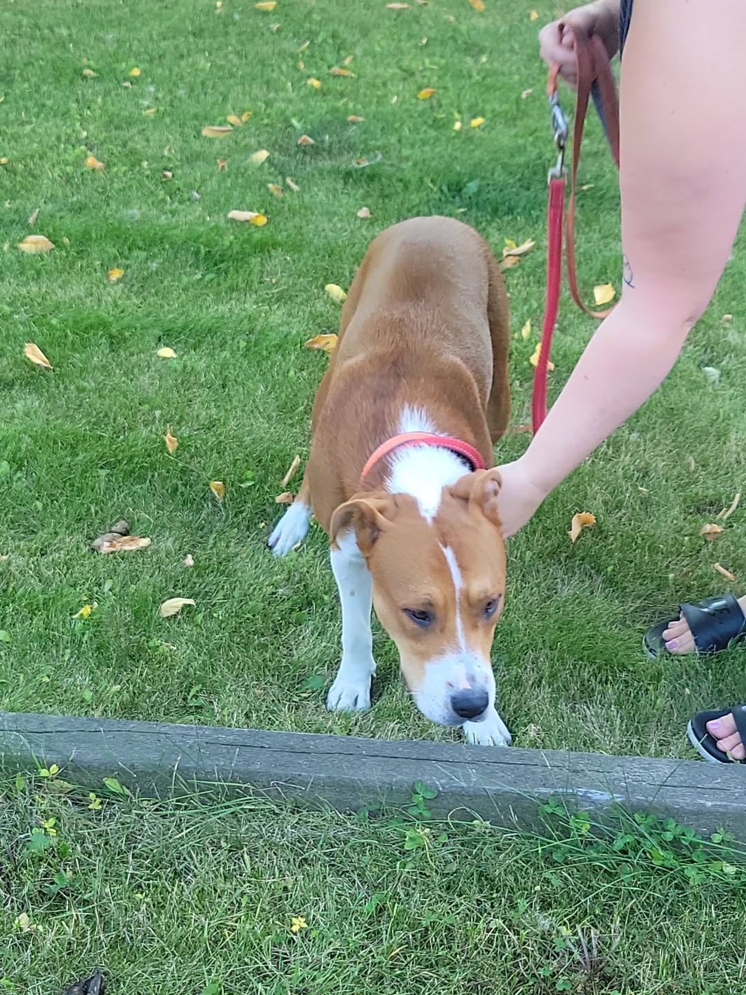 Found dog