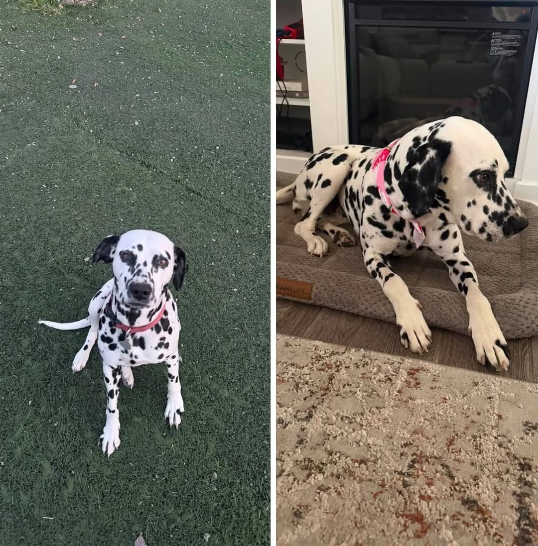 Lost Dog in Porterville