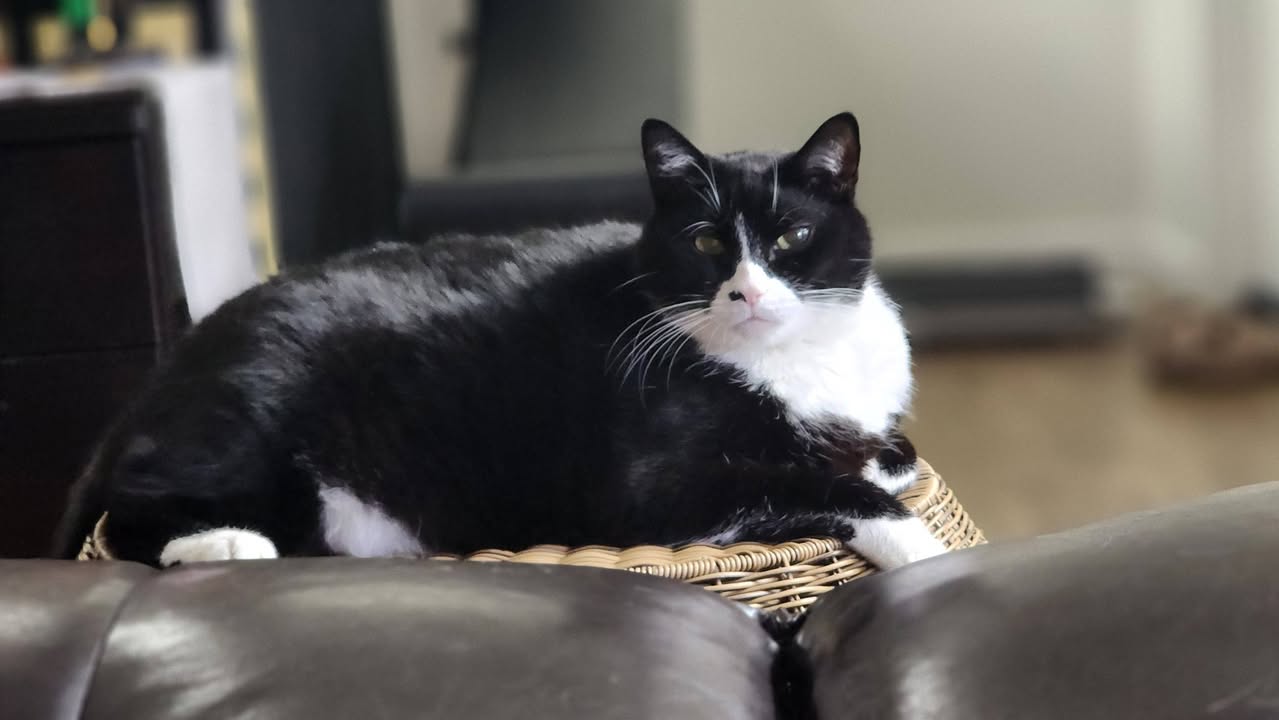 Lost Cat in Keswick SW