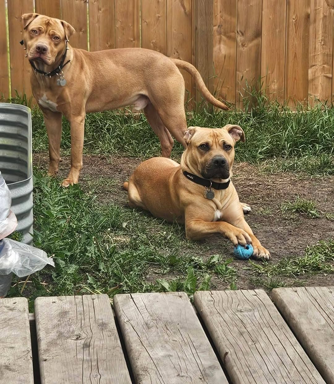 Lost Dog in West Side