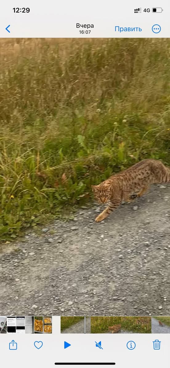 Lost Cat in Norway