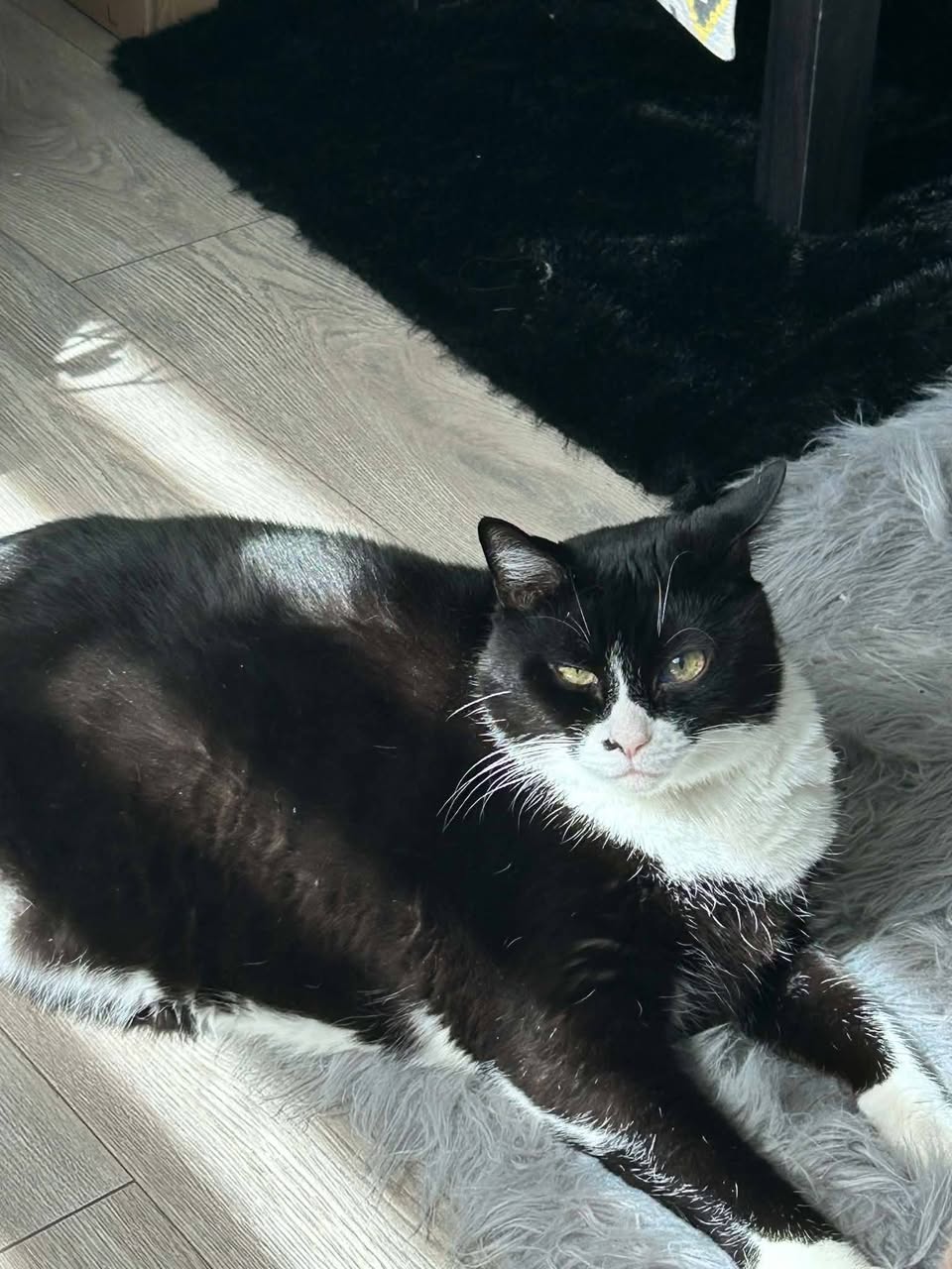 Lost Cat in Edmonton