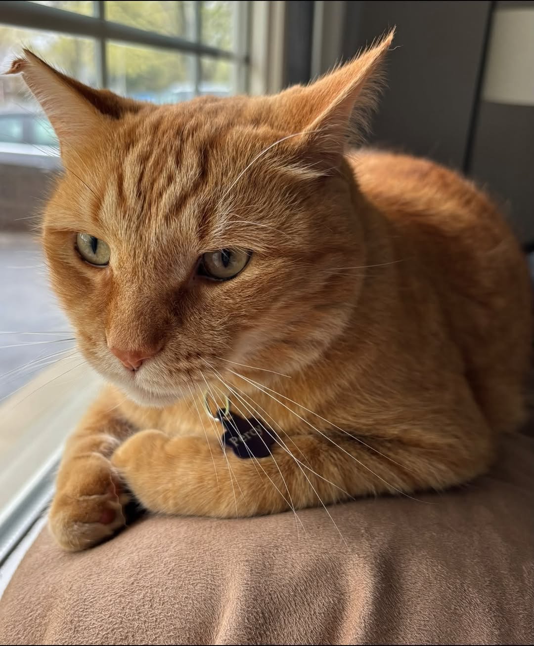 Lost cat