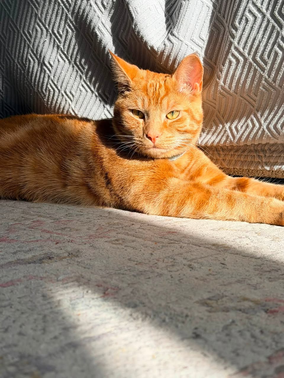 Lost cat