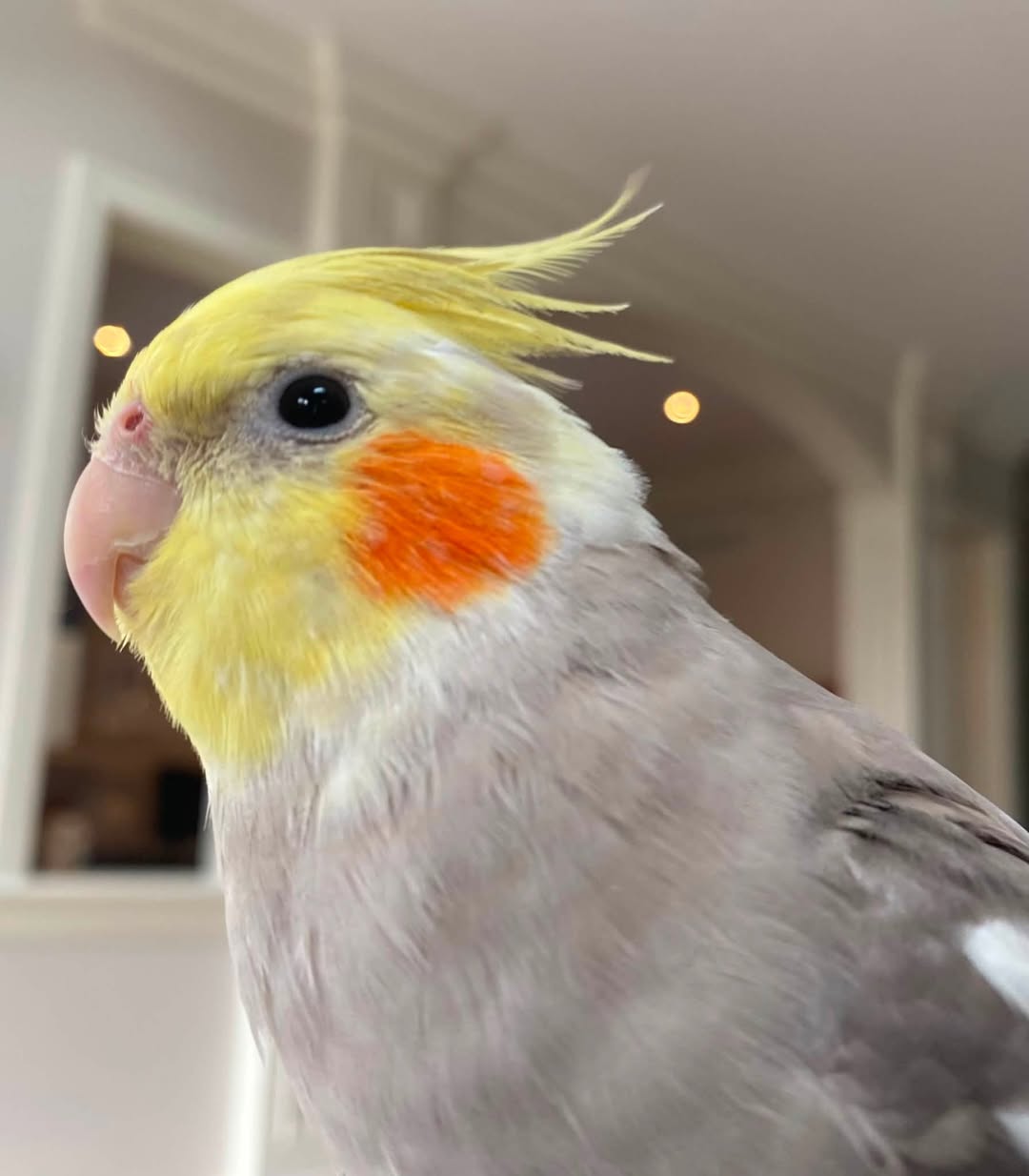 Lost bird