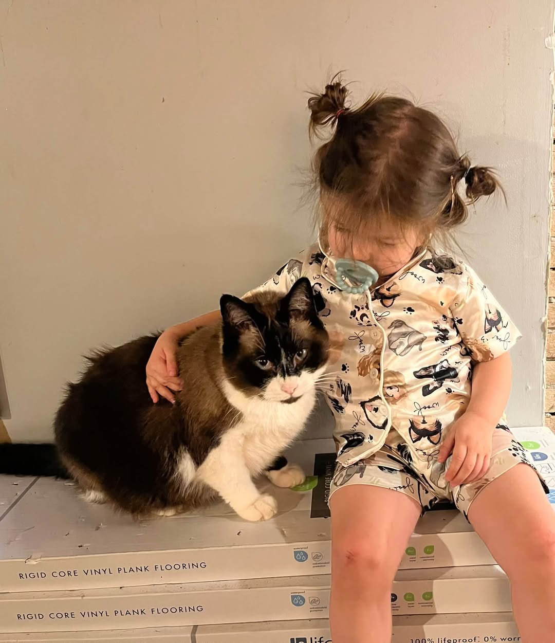 Lost Cat in Chautauqua County