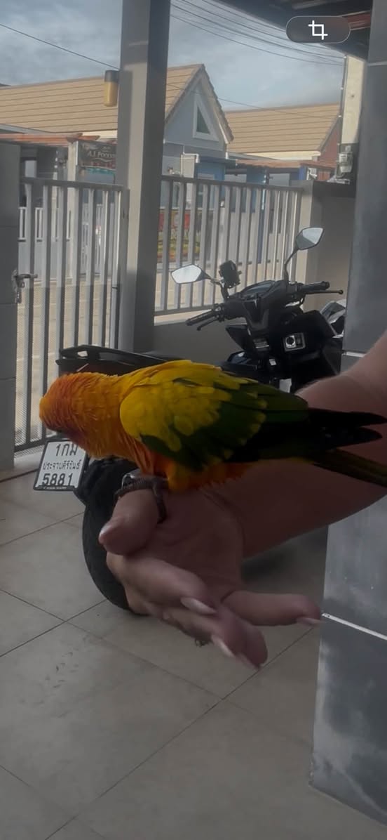 Found Bird in Hua Hin