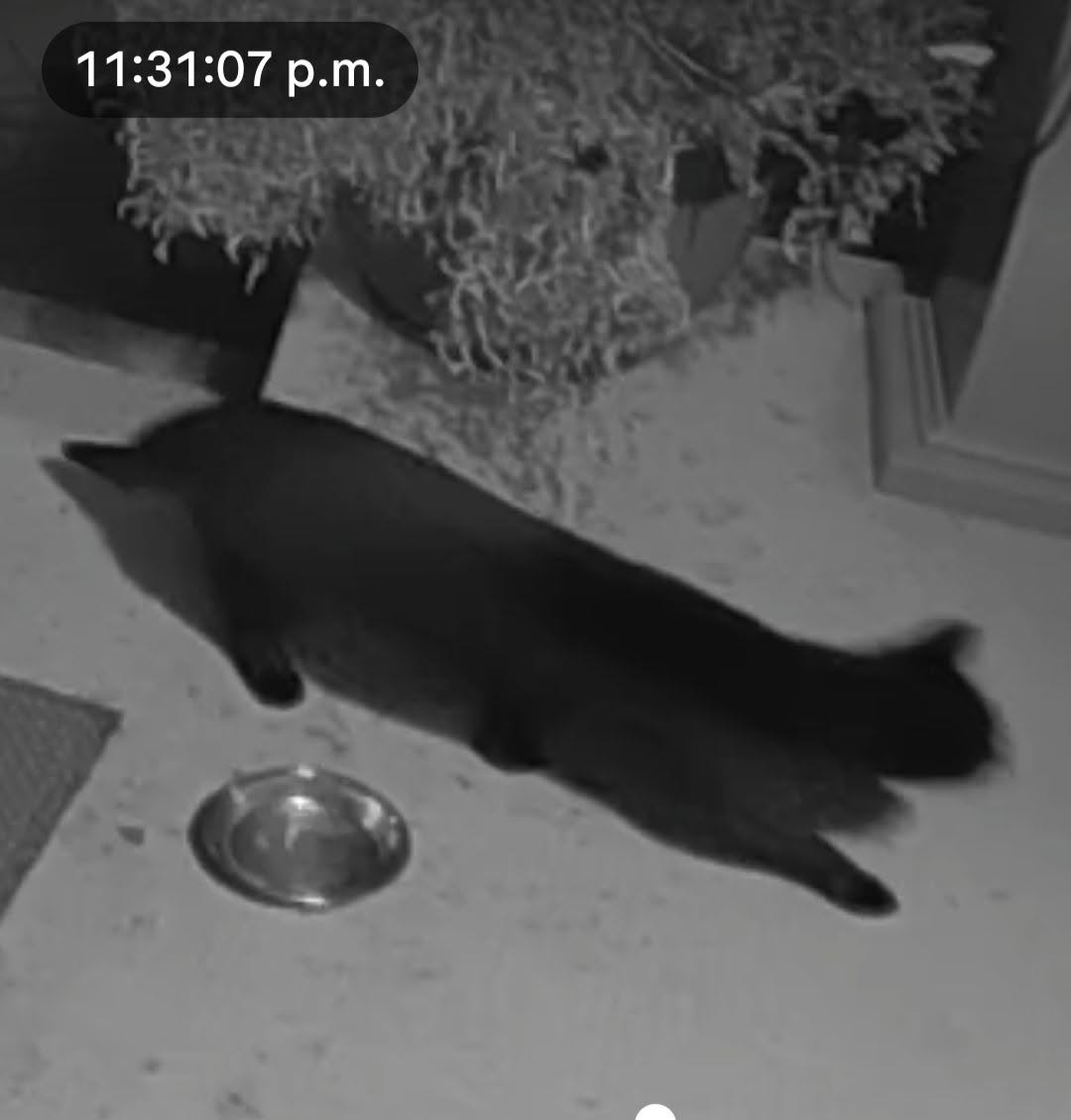 Found cat