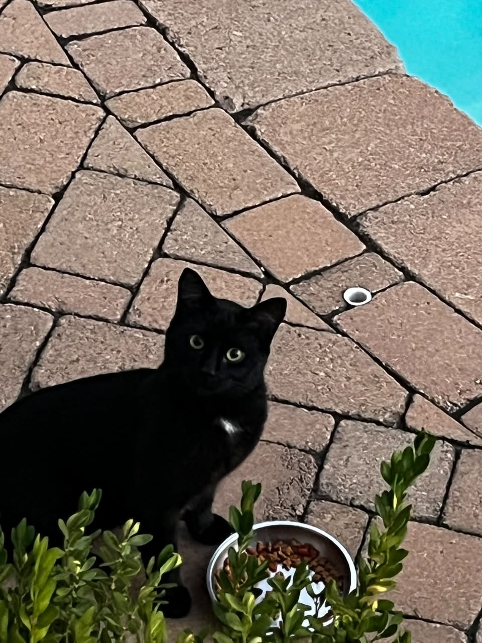Found cat