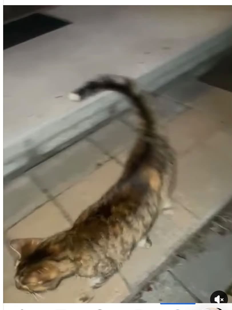 Found cat