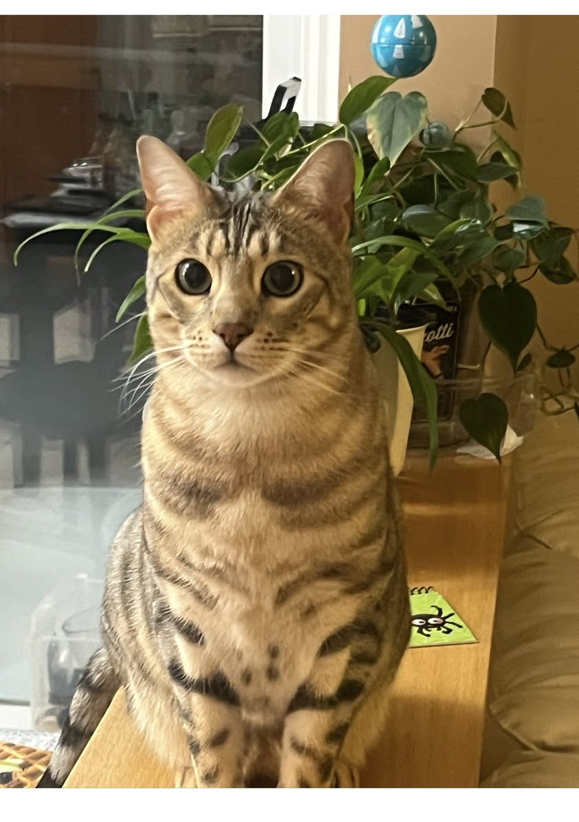 Lost Cat in Ottawa
