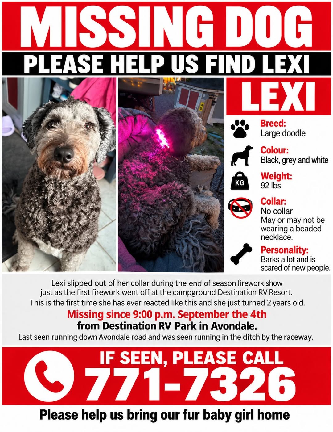 Lost dog