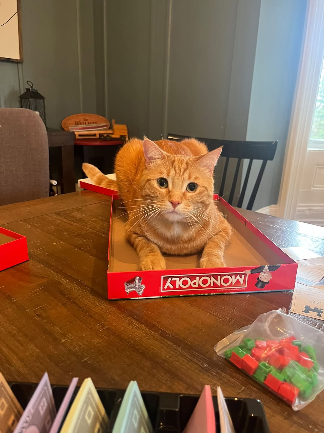 Lost Cat in Grey County