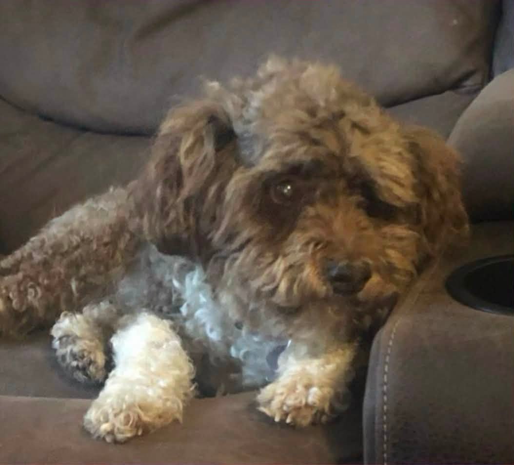 Lost dog