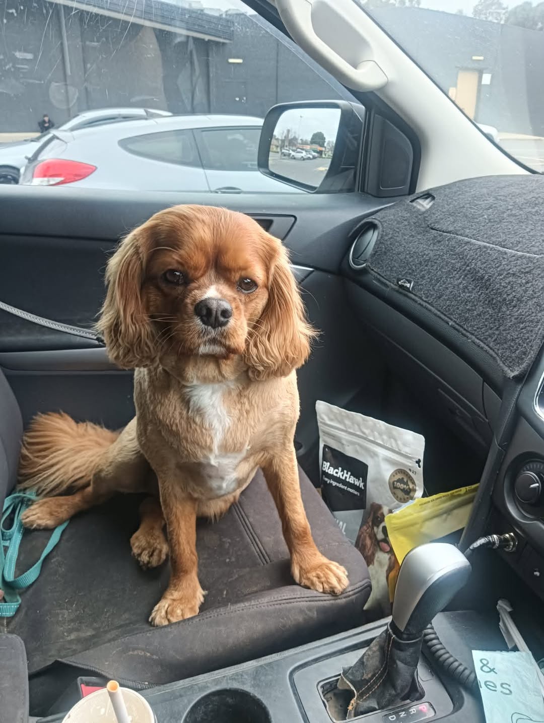 Lost dog