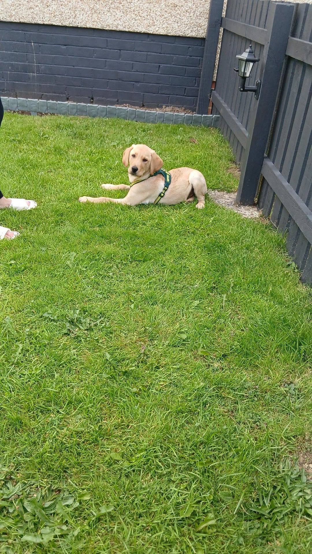 Found dog