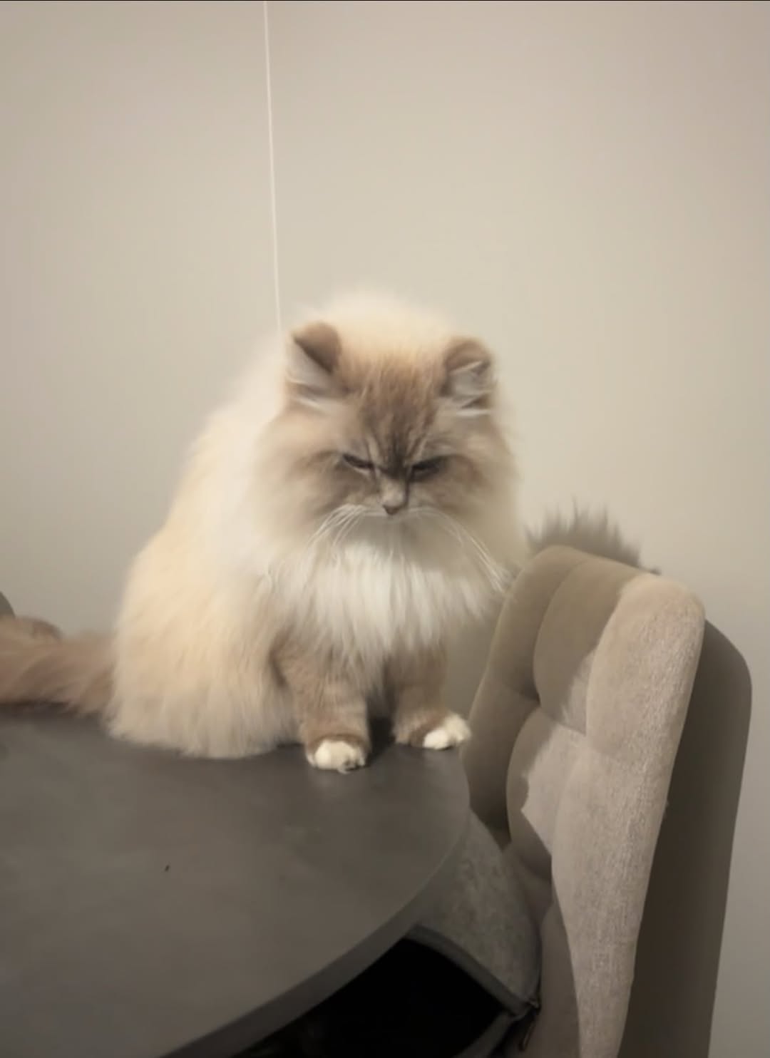Found cat