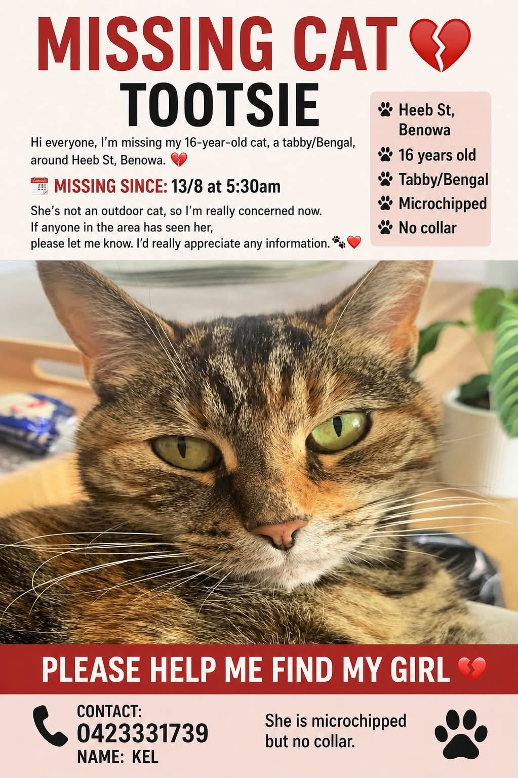 Lost cat