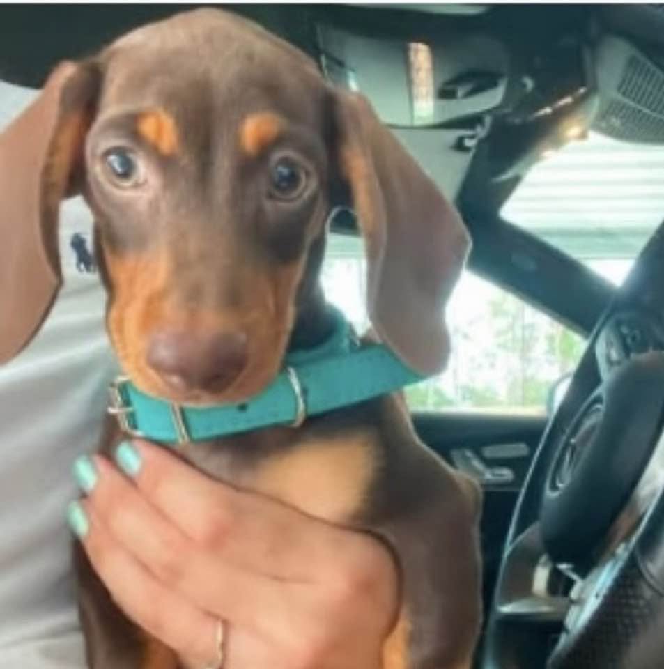 Lost Dog in Gold Coast