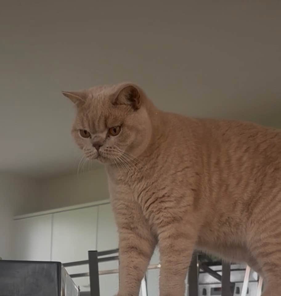 Lost cat