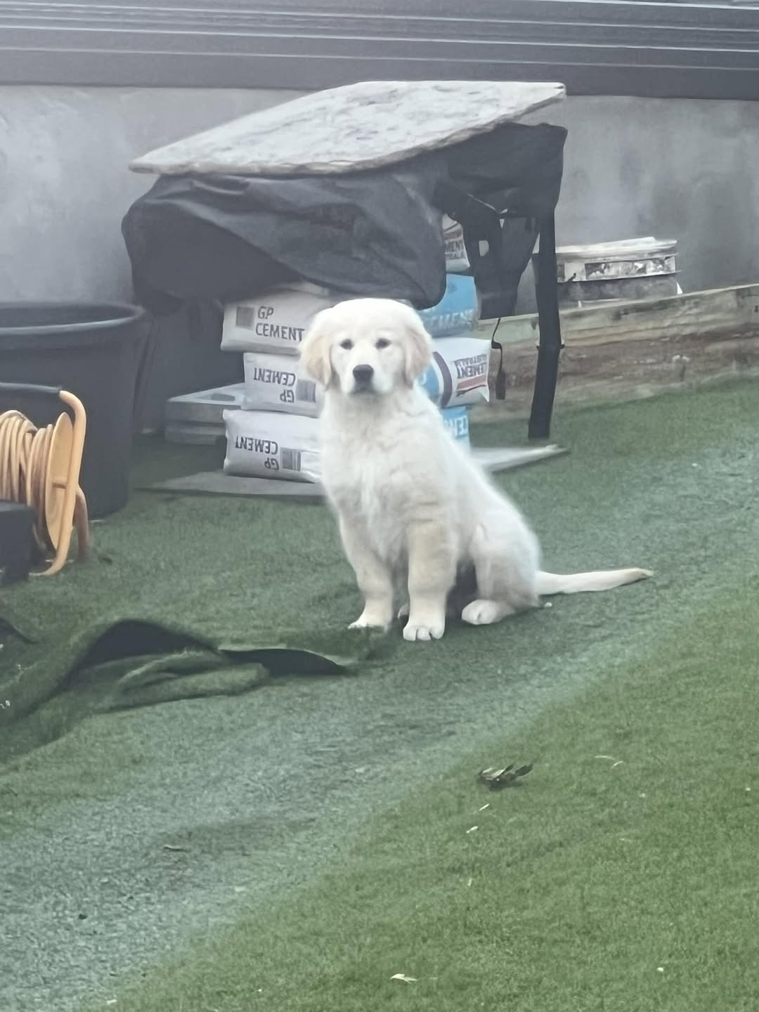 Found dog
