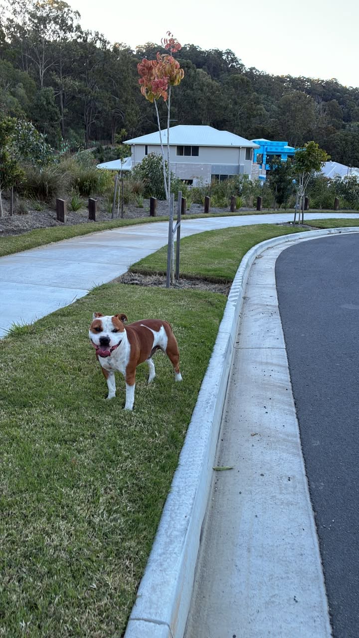 Found dog