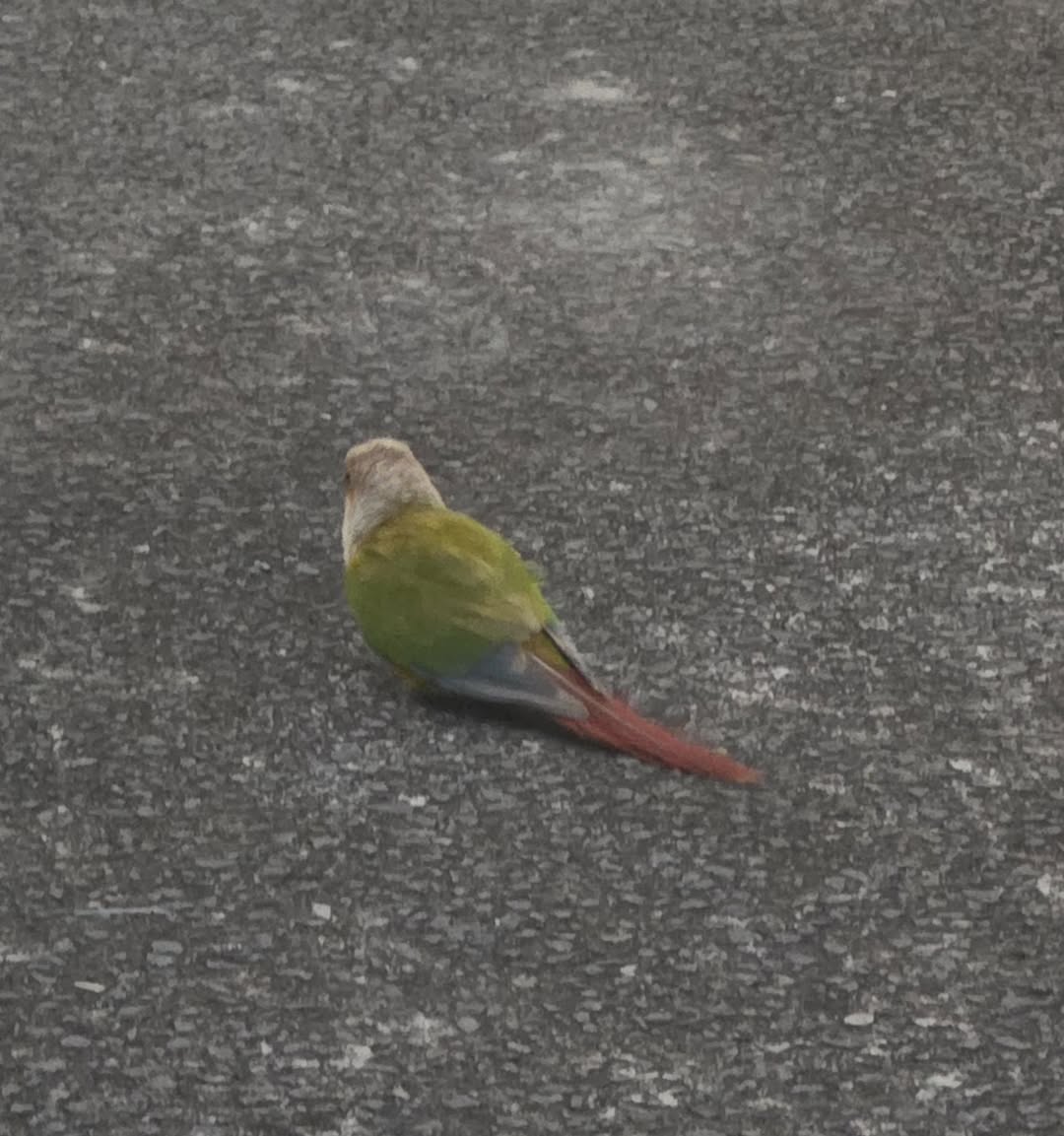 Found bird
