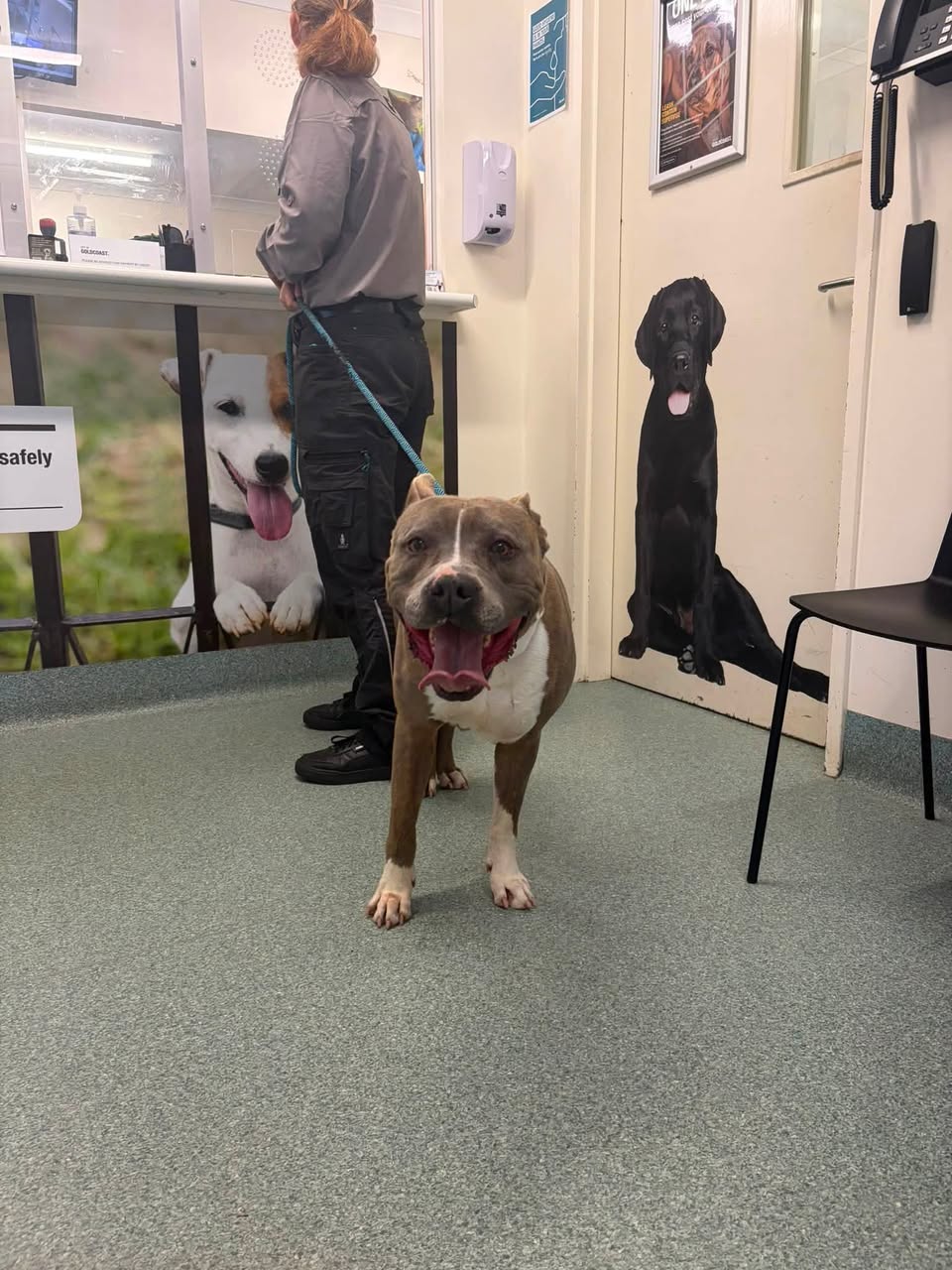 Found dog
