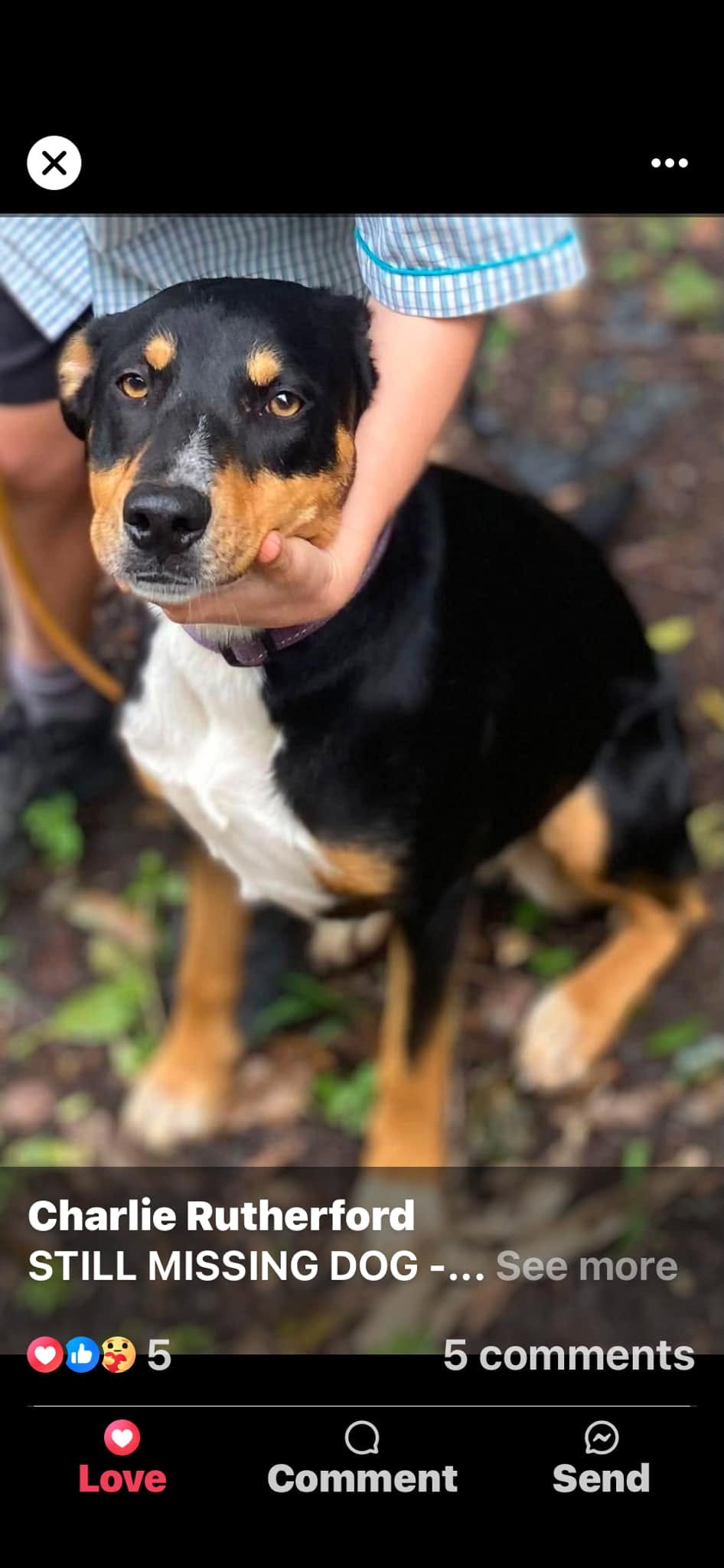 Lost Dog in Gold Coast