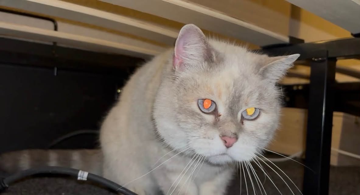 Found cat