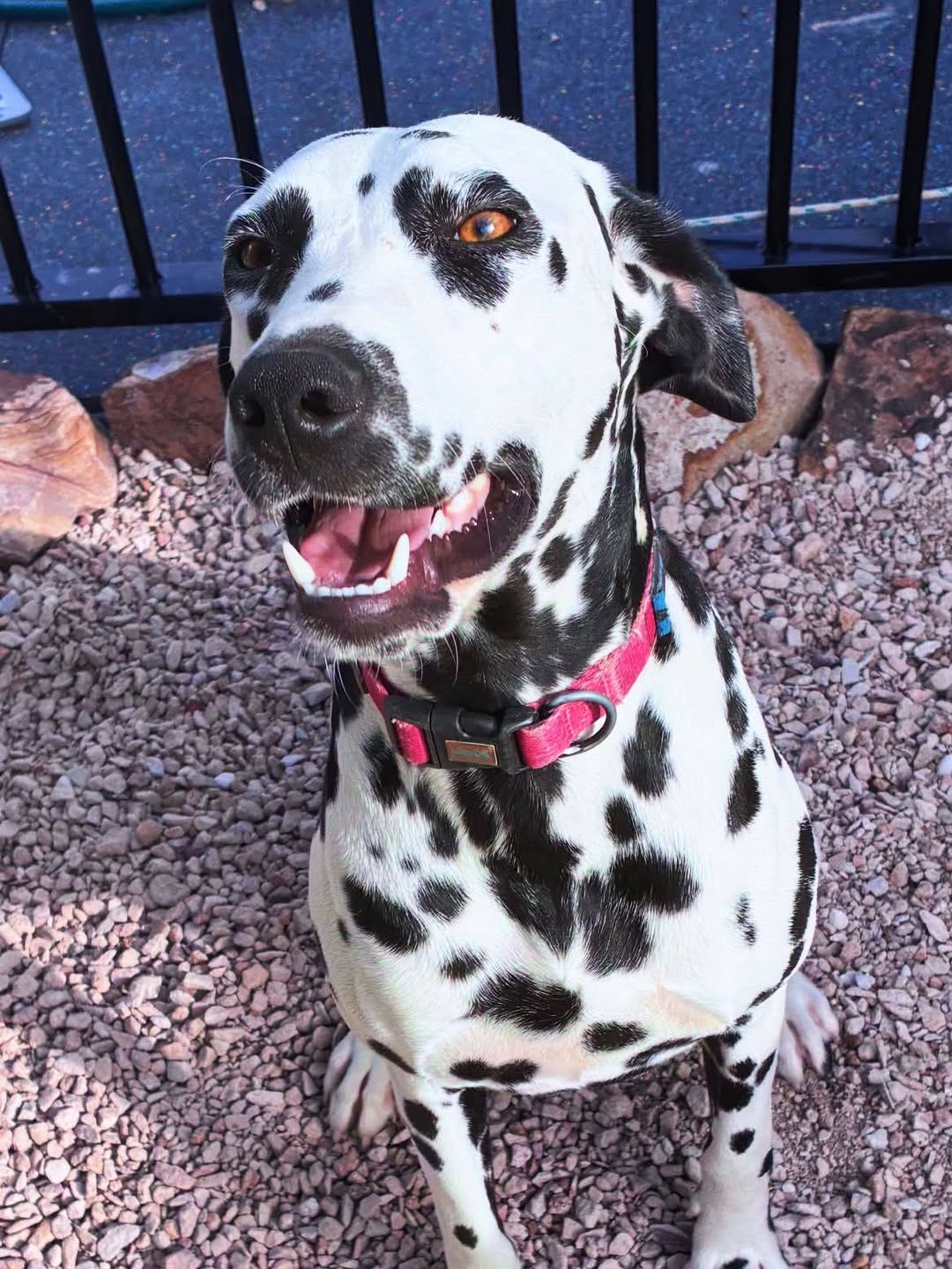 Lost Dog in Laidley