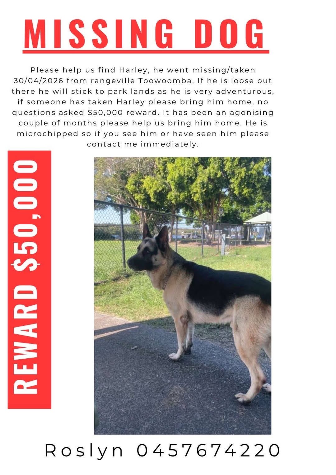 Lost Dog in Toowoomba