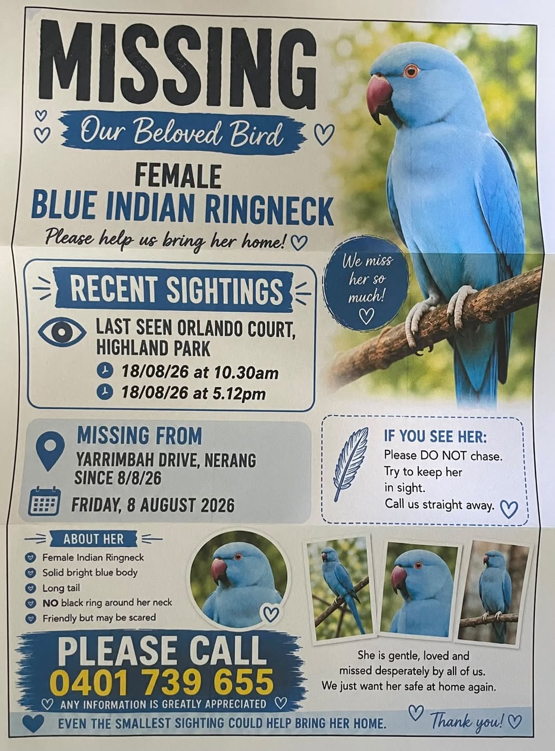Lost bird
