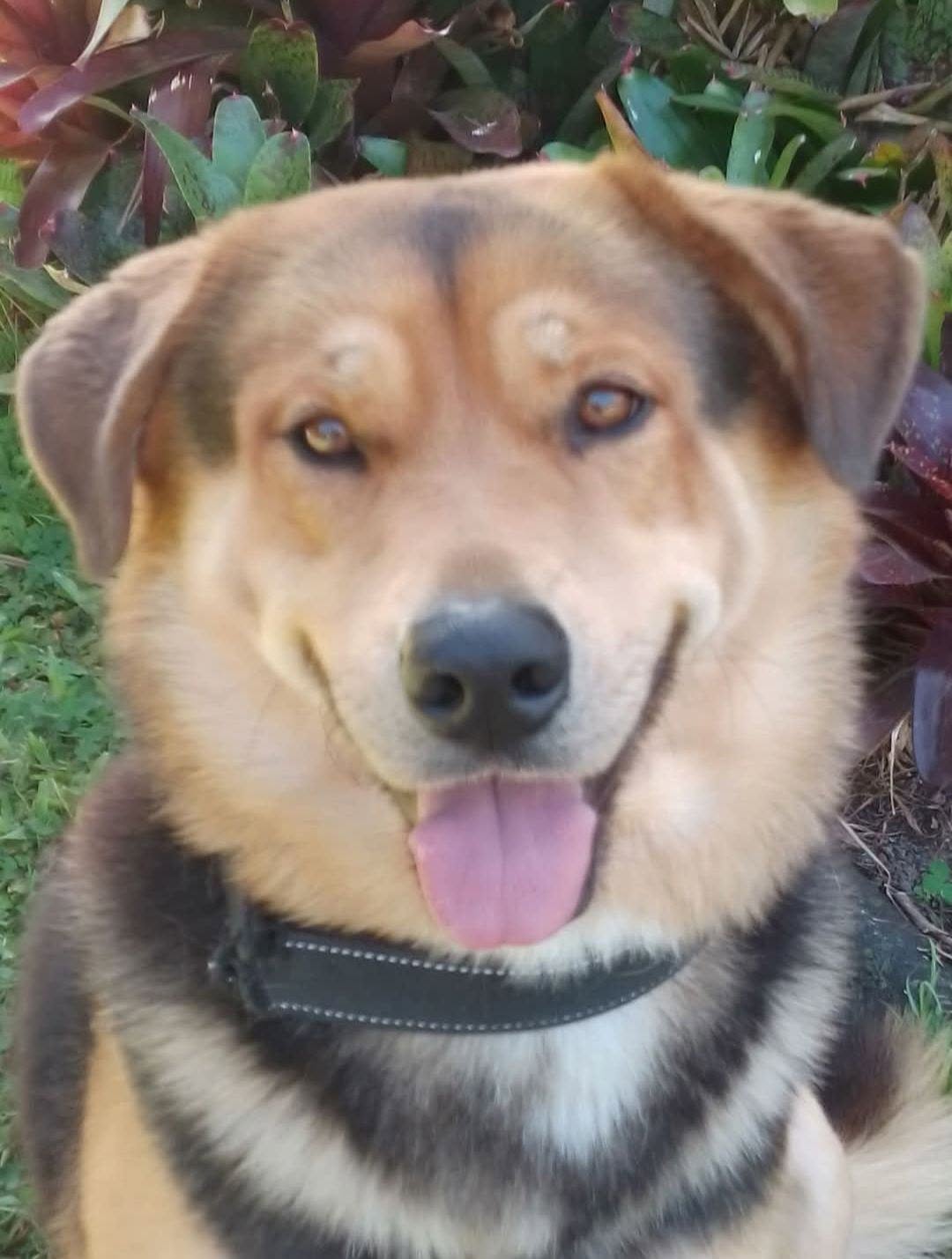 Lost Dog in Southport