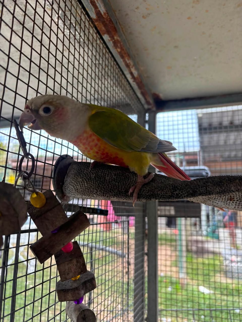 Lost Bird in Gold Coast